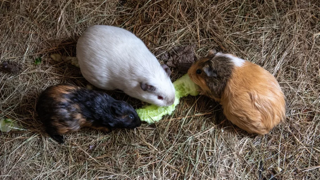 Alimentazione della cavia con cavie che mangiano verdure sul fieno