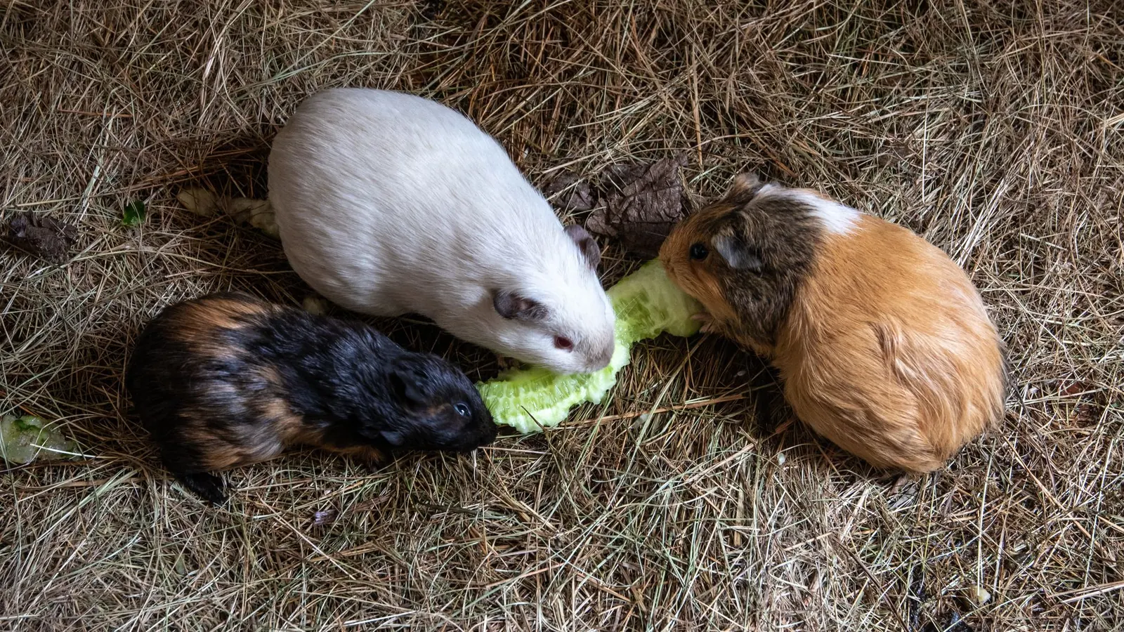 Alimentazione della cavia con cavie che mangiano verdure sul fieno