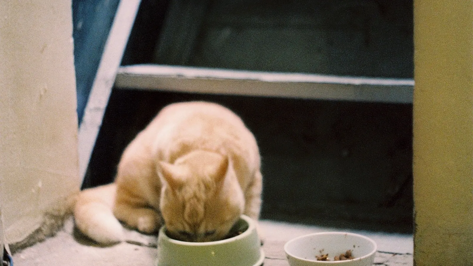 Gatto che mangia da una ciotola durante una dieta a eliminazione controllata