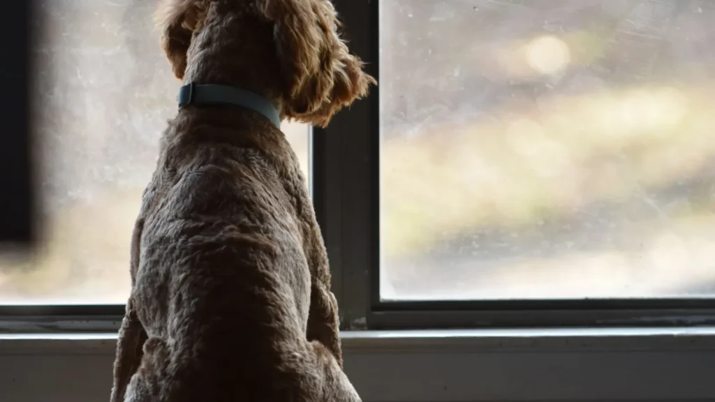 Ansia da separazione nel cane osservato mentre resta vicino alla finestra