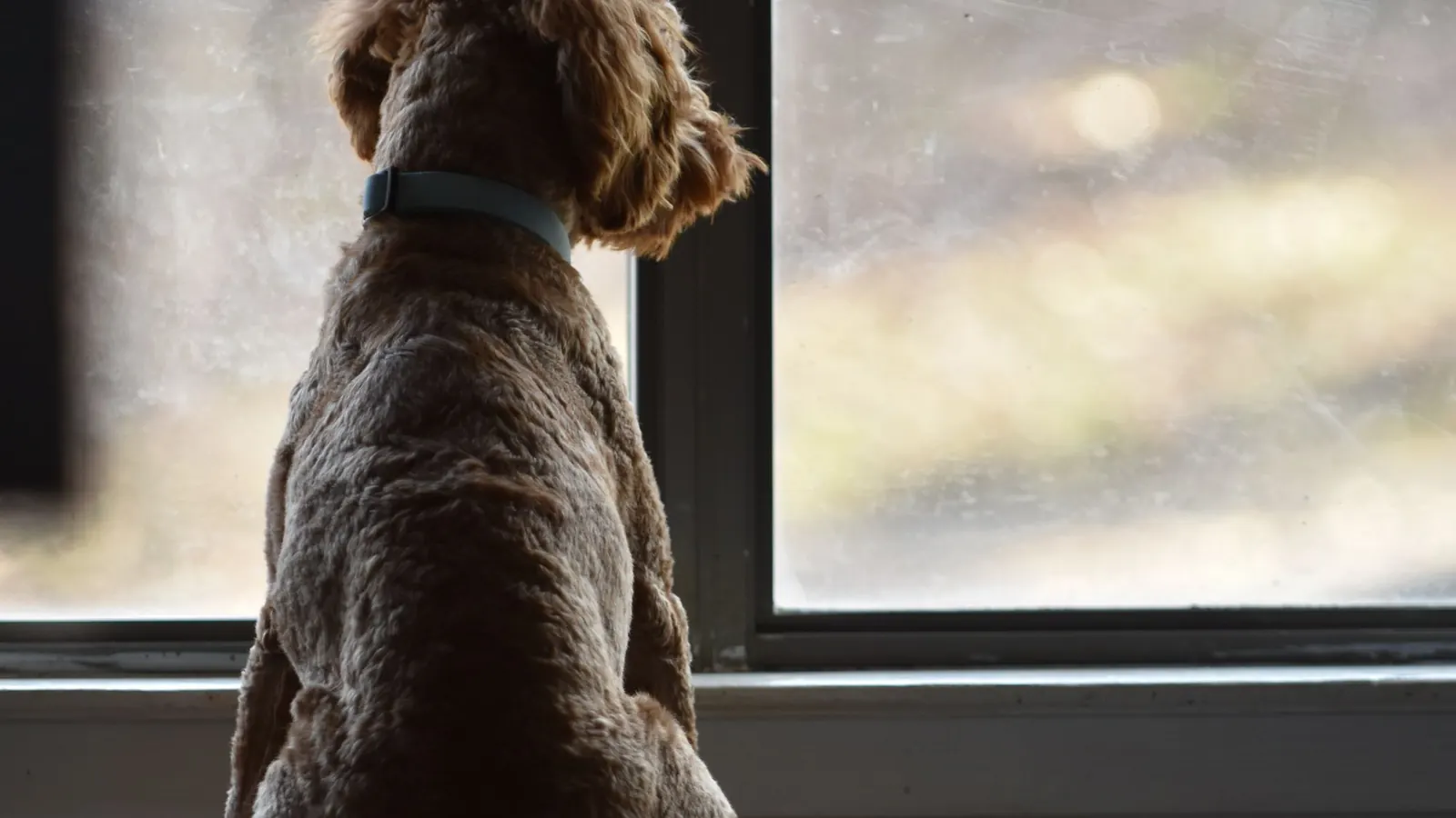 Ansia da separazione nel cane osservato mentre resta vicino alla finestra