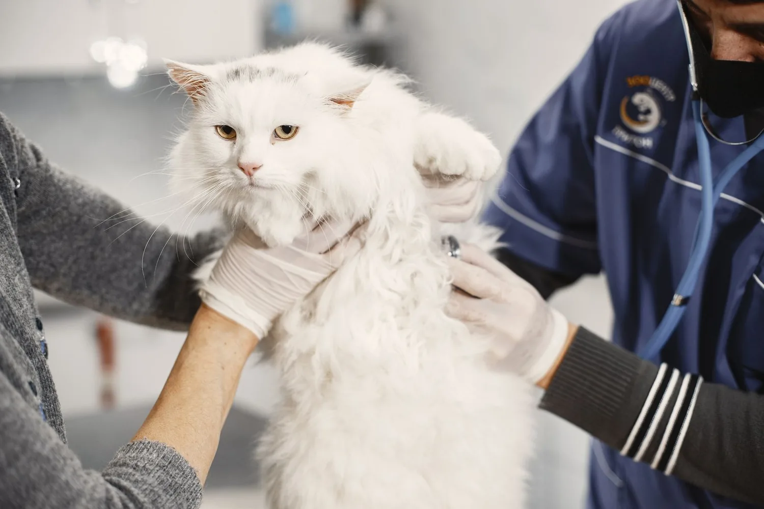 Gatto durante una visita veterinaria