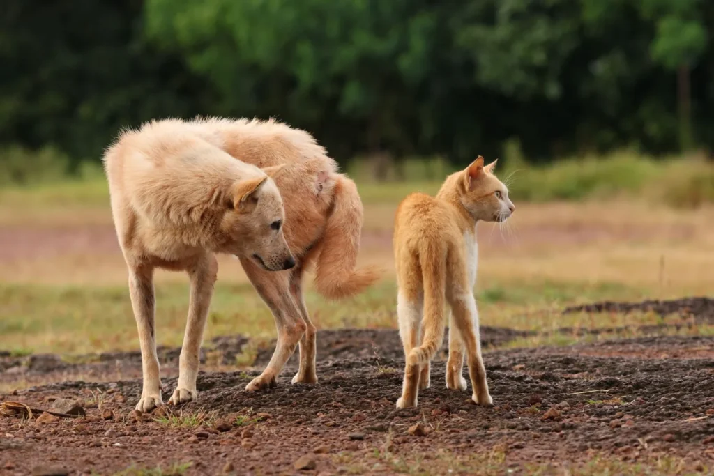 Cane e gatto insieme all'aperto