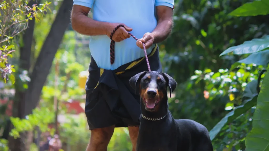 Artrosi nel cane gestita con movimento controllato durante una passeggiata