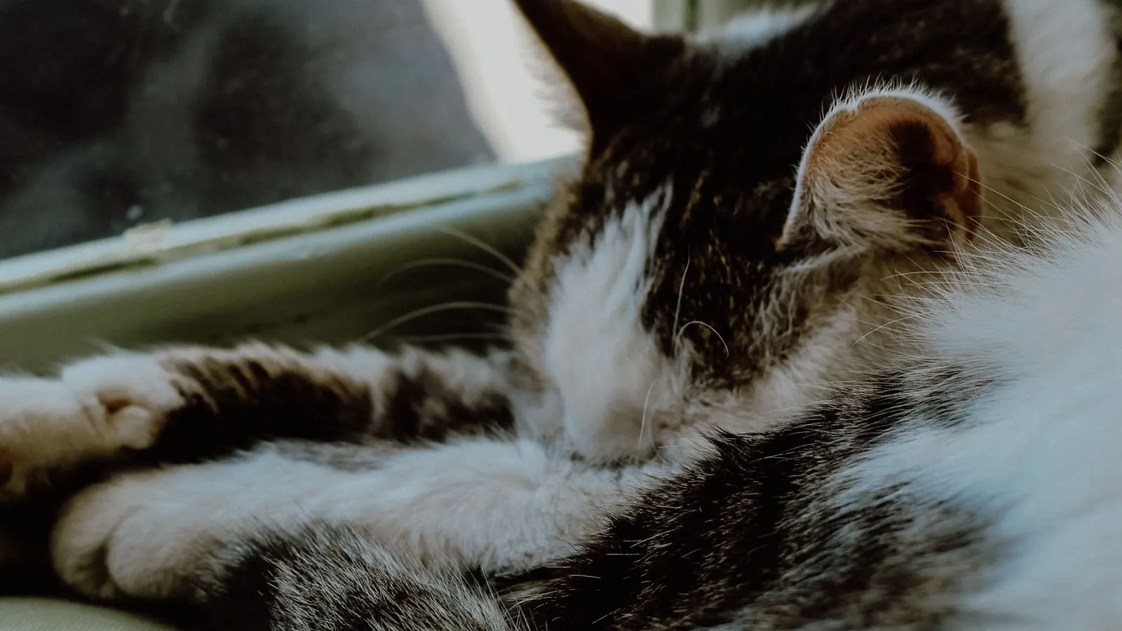 Gatto a riposo vicino a una finestra durante il monitoraggio dell'asma felina