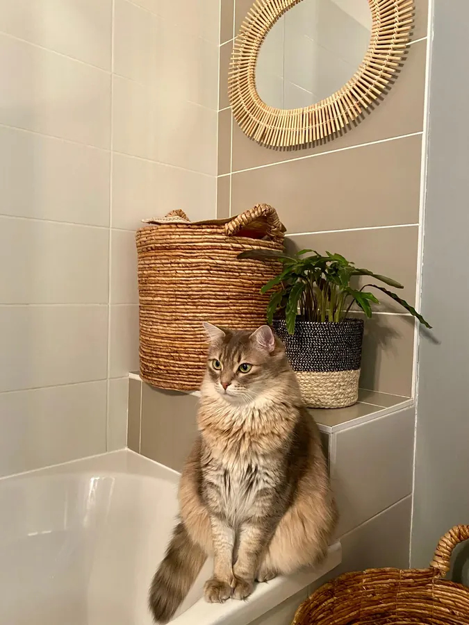 Un gatto seduto in un bagno di casa