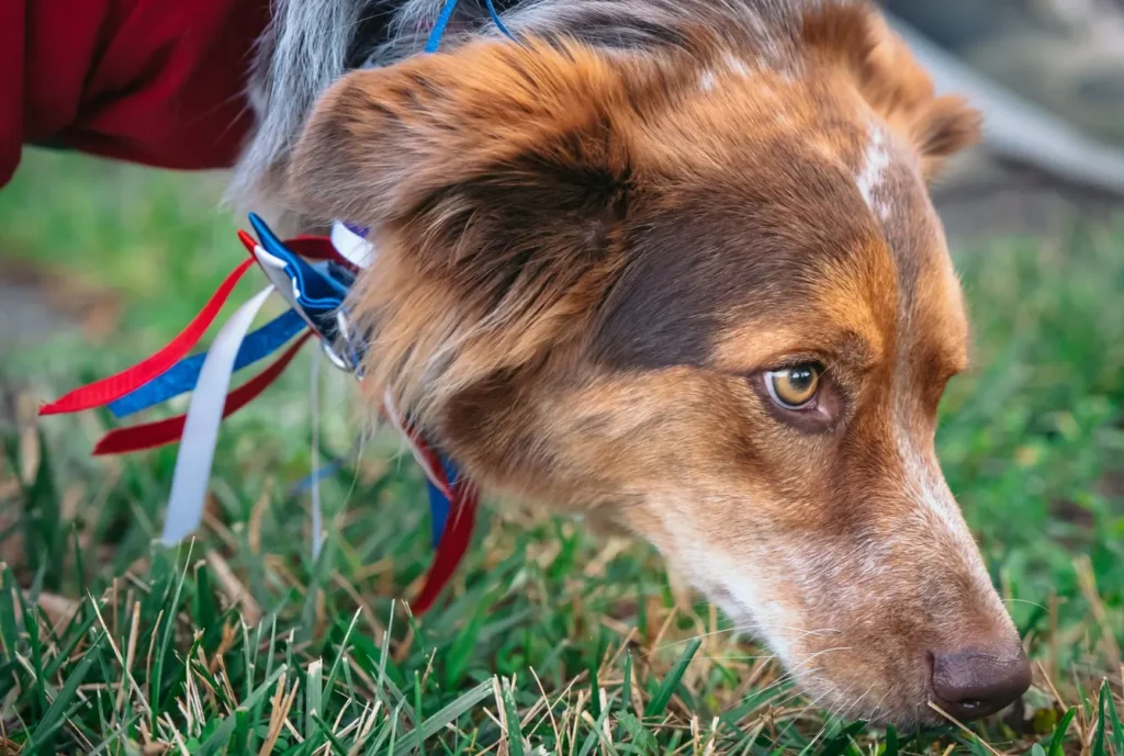 Un cane annusa l'erba durante una passeggiata