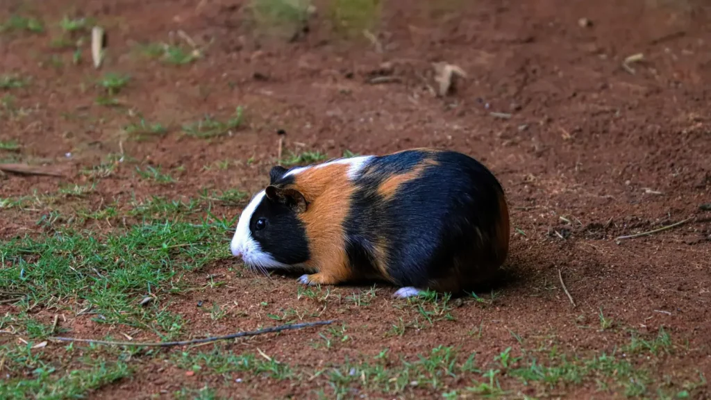 Caldo per conigli e cavie con una cavia in una zona erbosa e ombreggiata