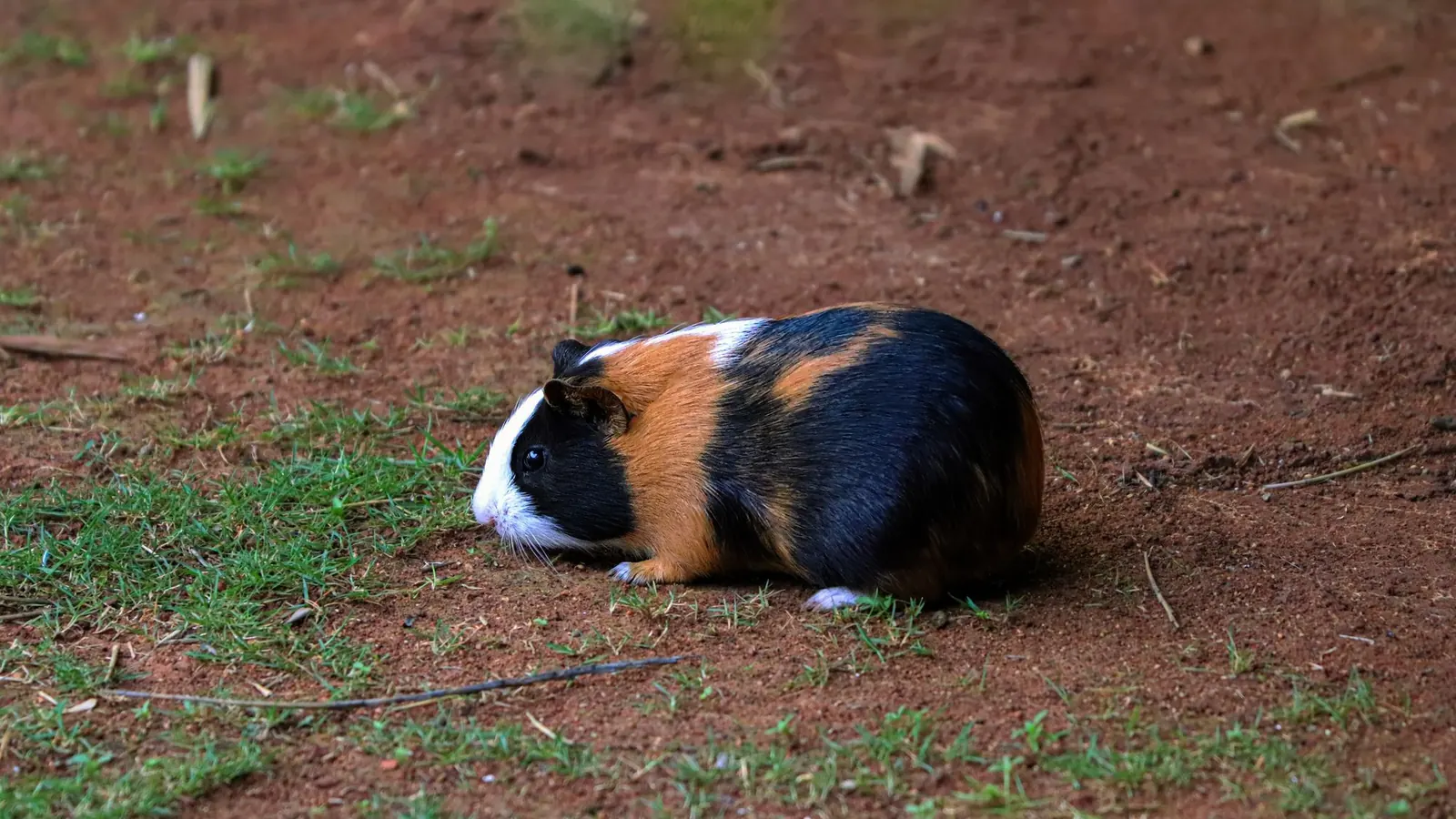 Caldo per conigli e cavie con una cavia in una zona erbosa e ombreggiata