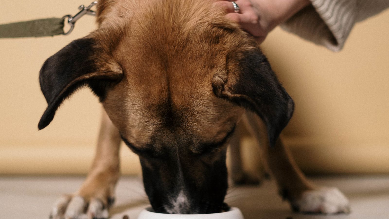 Cambio di alimentazione per cani e gatti effettuato gradualmente