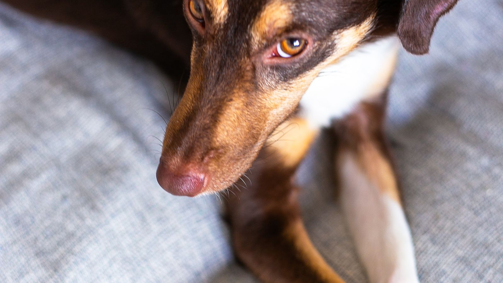 Cane a casa da solo rilassato sul divano