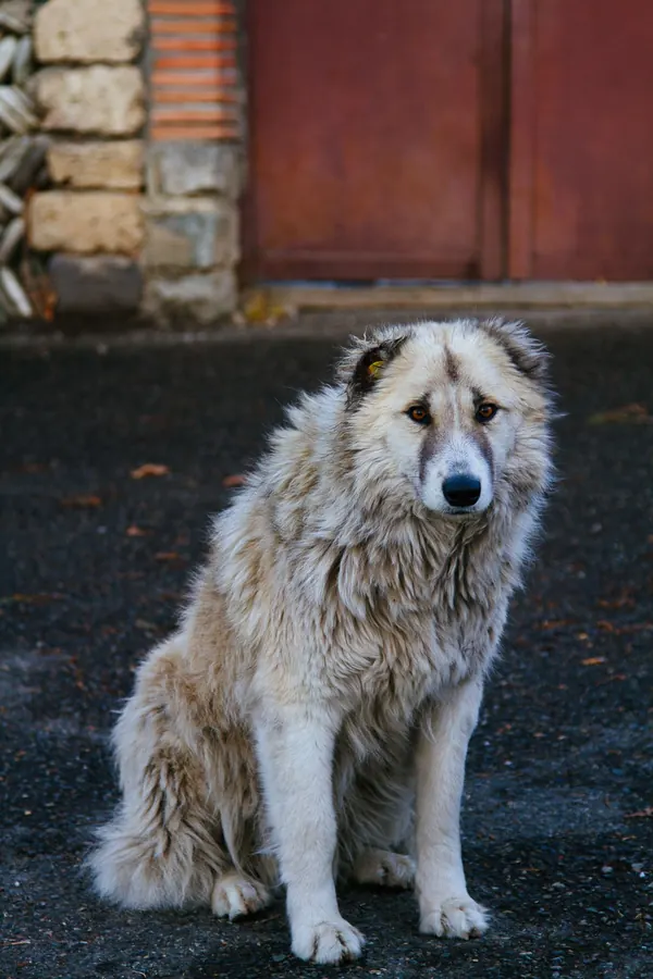 Un cane solo seduto lungo una strada