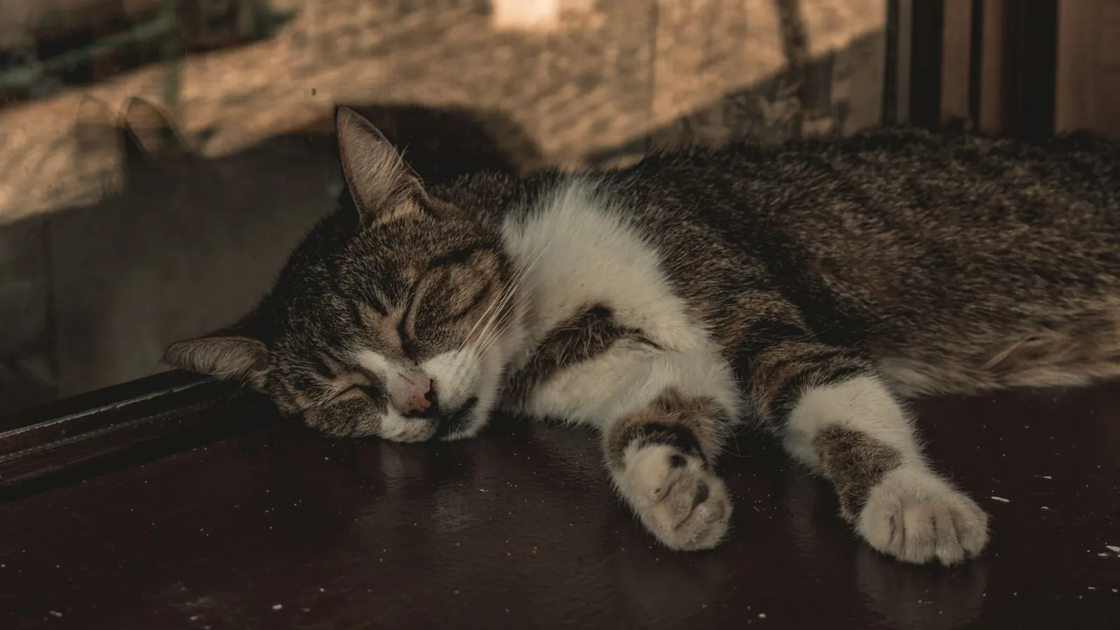 Gatto tranquillo a riposo durante il monitoraggio di una cardiomiopatia ipertrofica