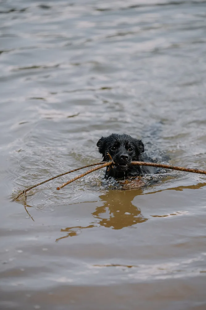 Cane che nuota in un lago