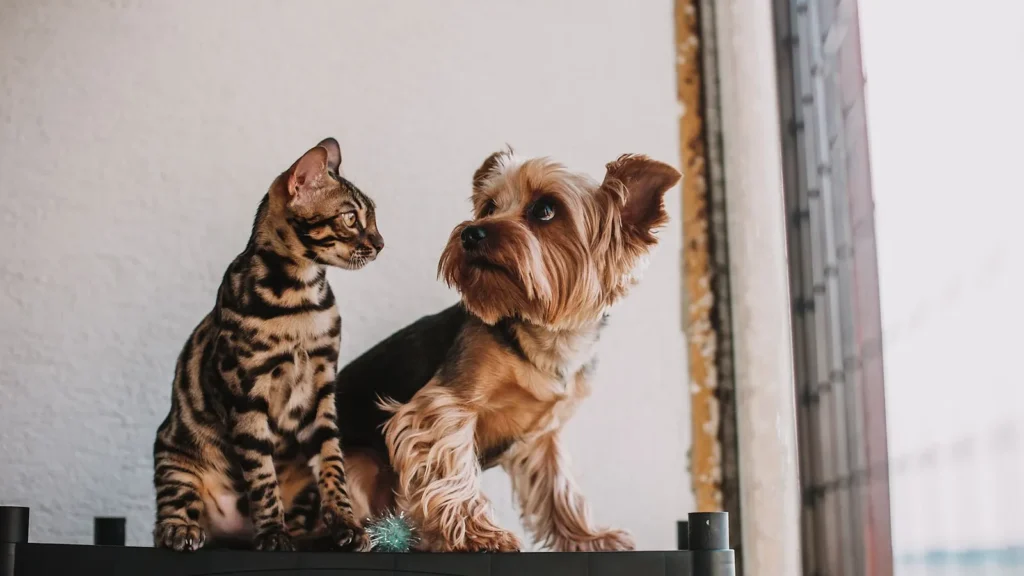 Come far convivere cane e gatto con i due animali tranquilli nella stessa casa