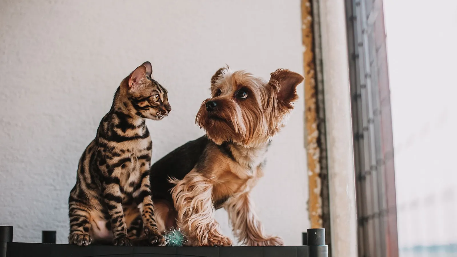 Come far convivere cane e gatto con i due animali tranquilli nella stessa casa