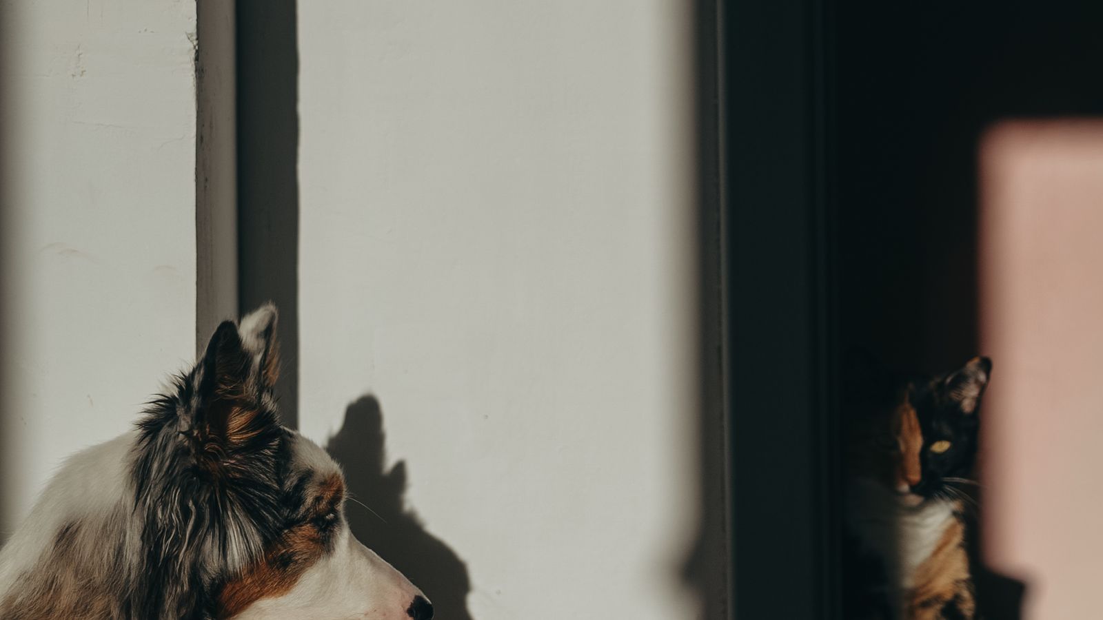 Presentare cane e gatto in casa in modo graduale