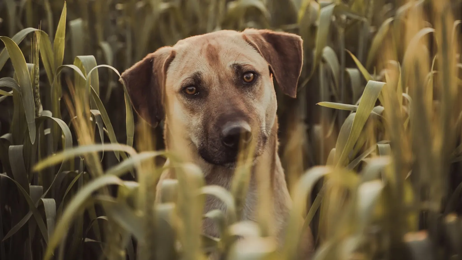 Come togliere una zecca dopo aver controllato un cane nell'erba alta