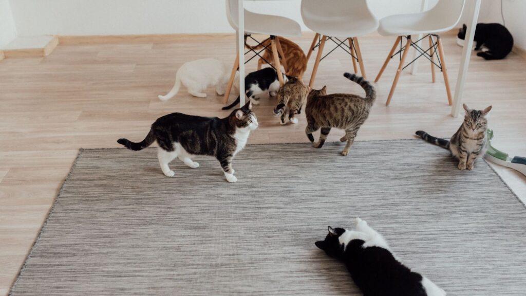 Convivenza tra più gatti in un ambiente domestico