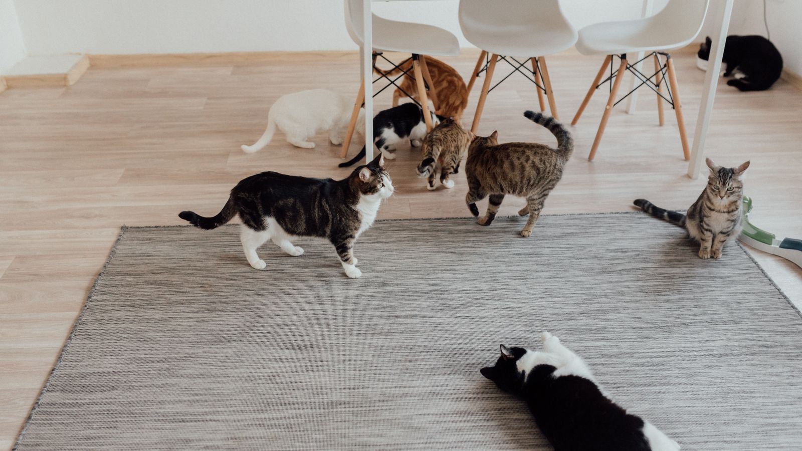 Convivenza tra più gatti in un ambiente domestico