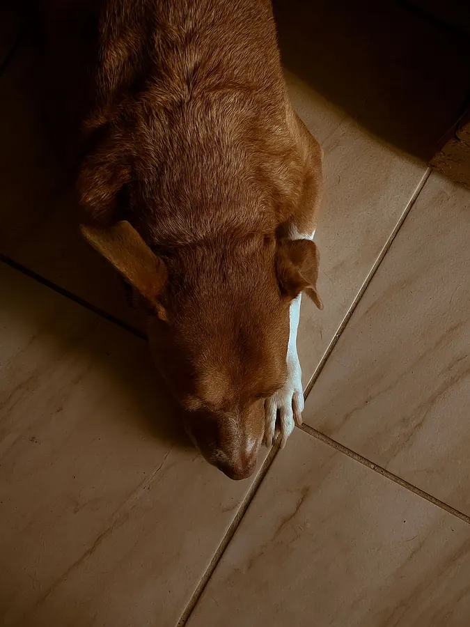 Un cane riposa sul pavimento visto dall'alto