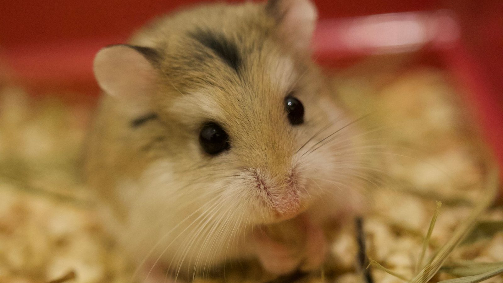 Criceto domestico nel proprio habitat con lettiera