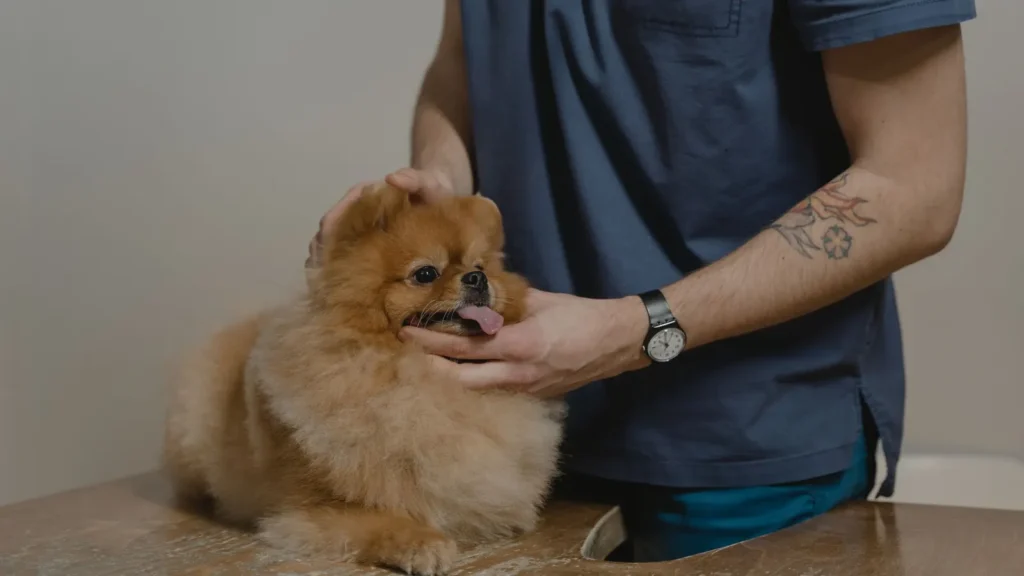 Veterinario tiene con calma un cane prima della somministrazione di una terapia