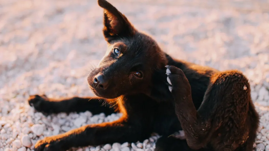 Dermatite atopica nel cane con un cucciolo che si gratta per il prurito