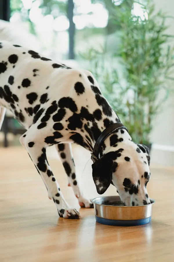 Un cane mangia da una ciotola in casa