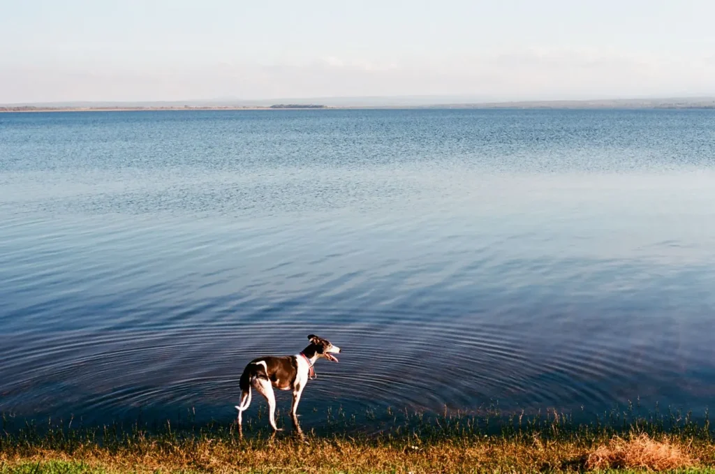 Un cane in un lago durante una giornata estiva