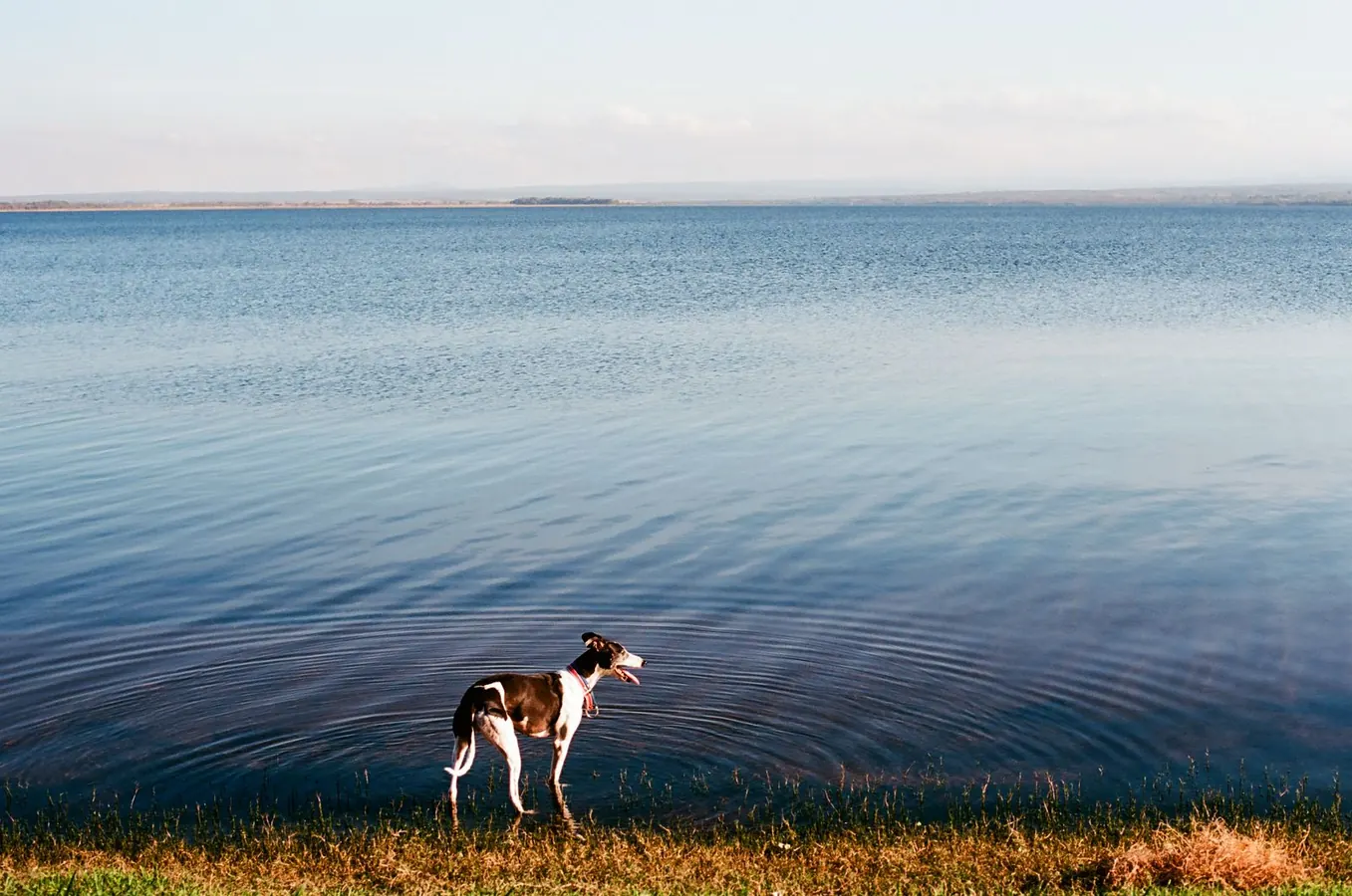 Un cane in un lago durante una giornata estiva