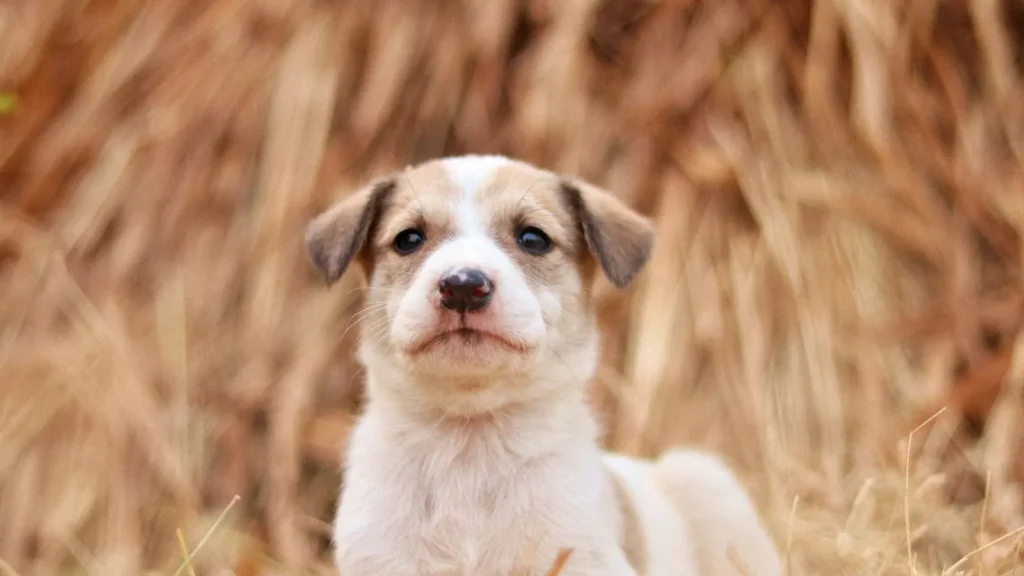 Forasacchi nel cane con un cucciolo in mezzo all'erba secca