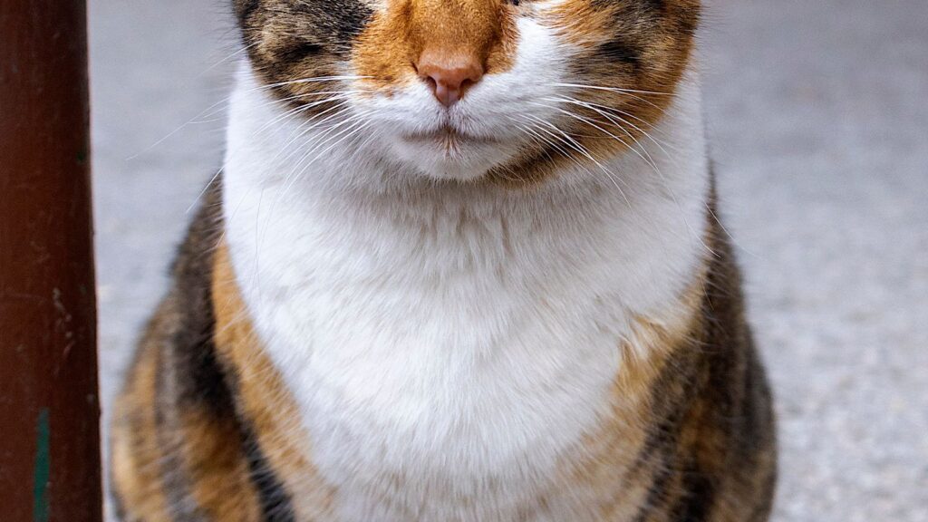 Gatto seduto sul pavimento in casa vicino alla zona della lettiera
