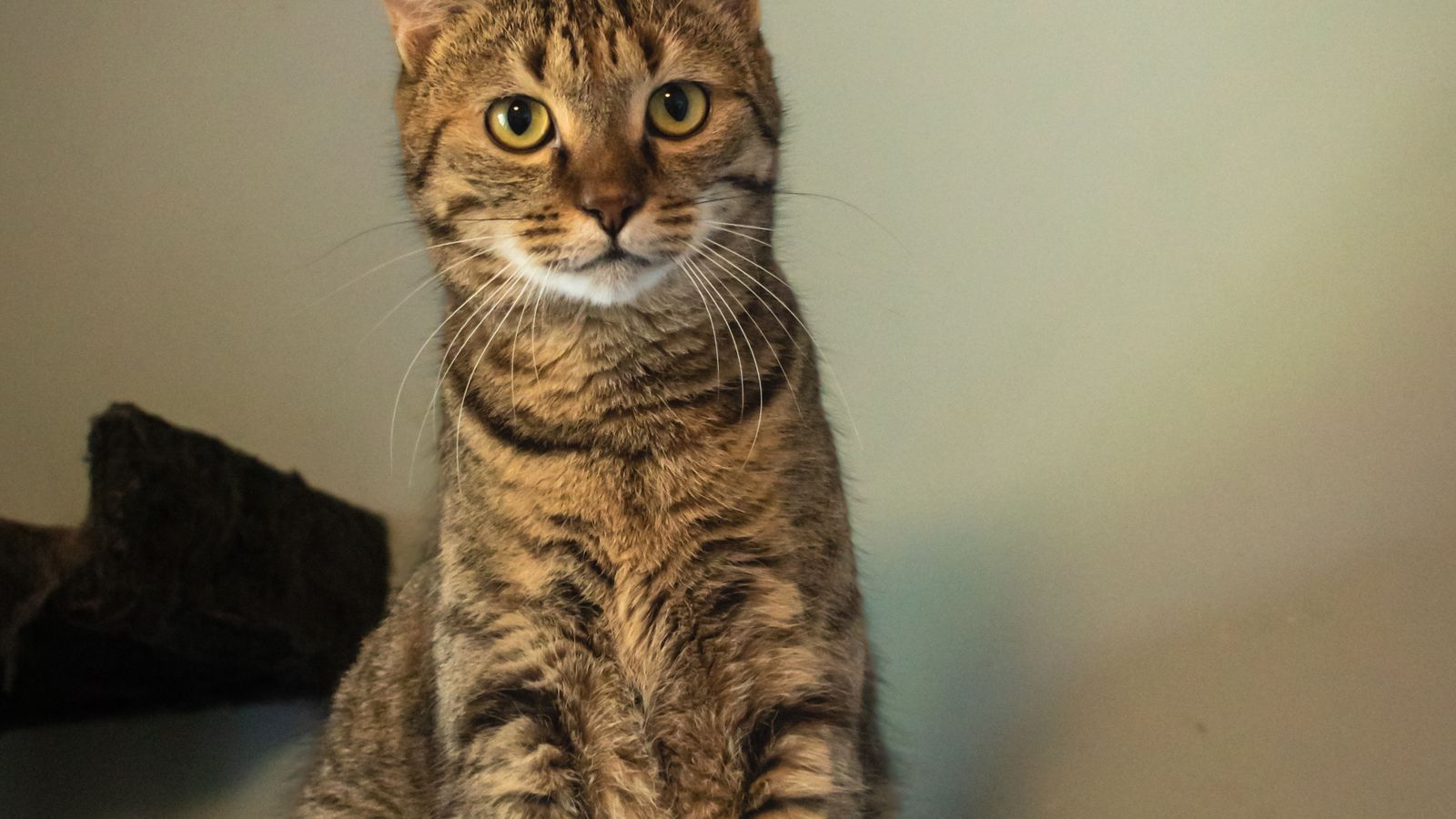 Gatto che usa il tiragraffi invece dei mobili