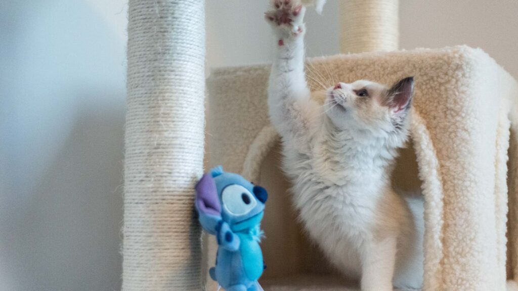 Gatto che vive in casa mentre gioca su un tiragraffi