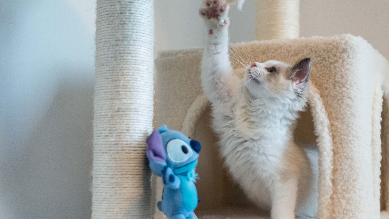 Gatto che vive in casa mentre gioca su un tiragraffi