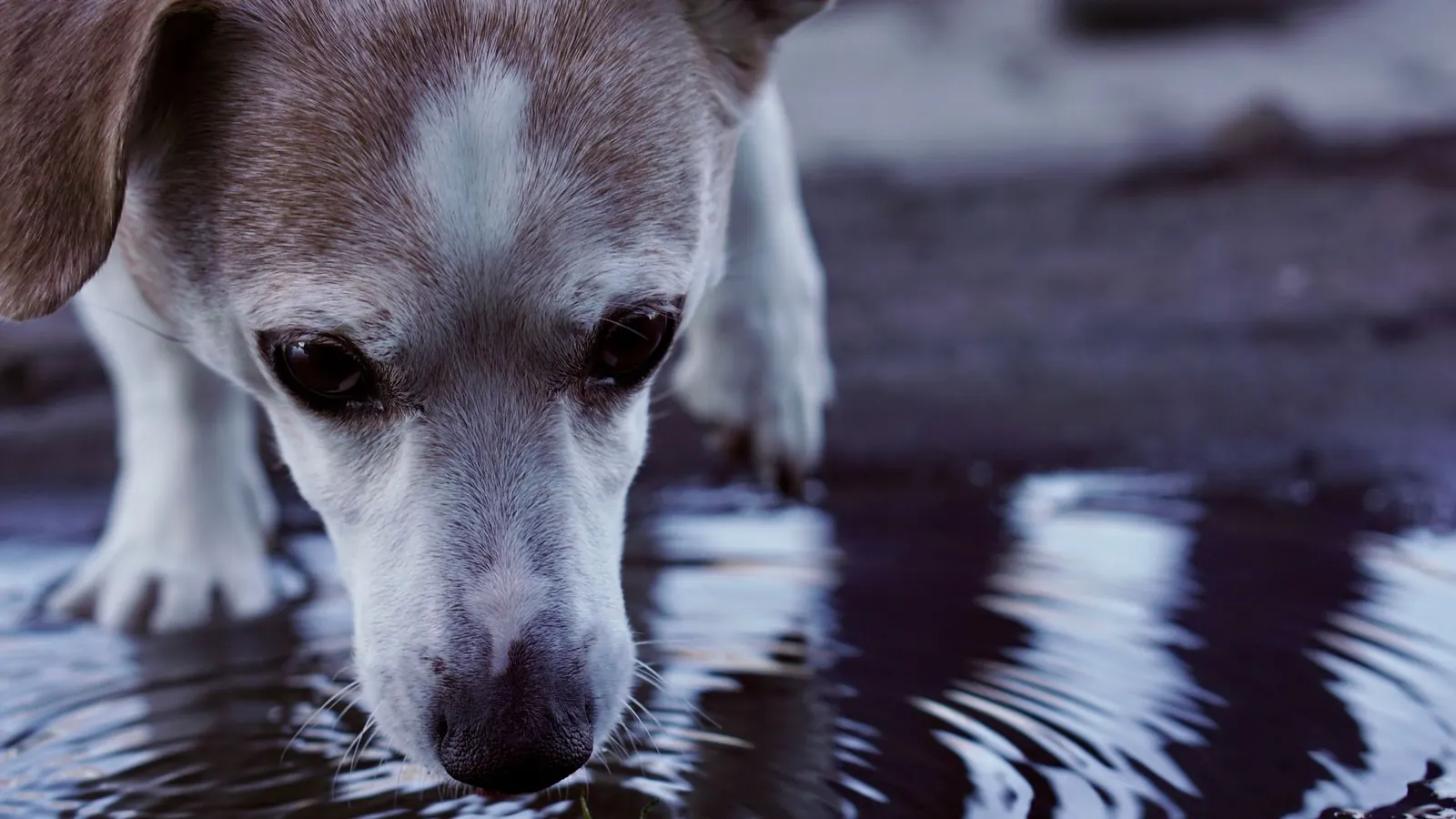 Giardia in cani e gatti con un cane che beve da una pozzanghera