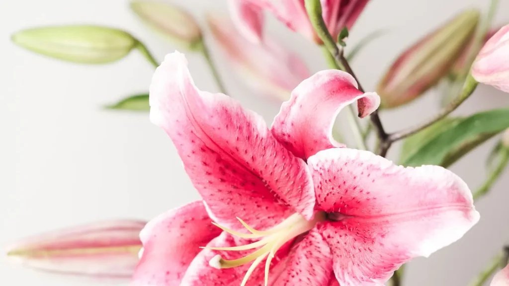 Gigli e gatti: fiore di giglio rosa in un vaso