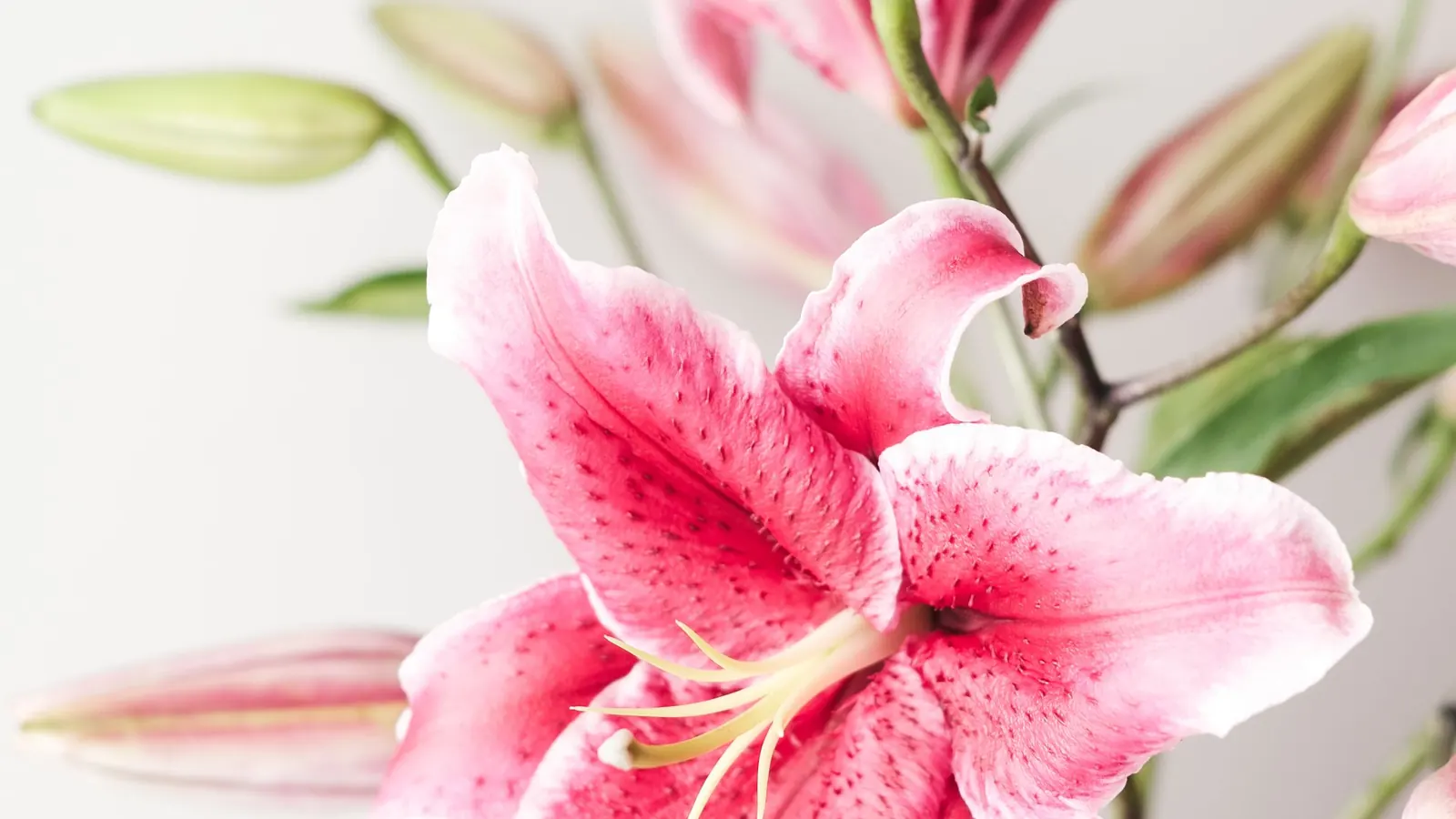 Gigli e gatti: fiore di giglio rosa in un vaso