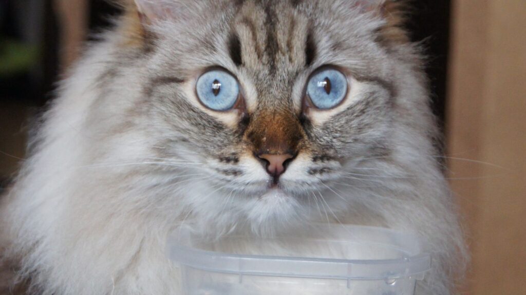 Idratazione di cani e gatti con acqua fresca disponibile