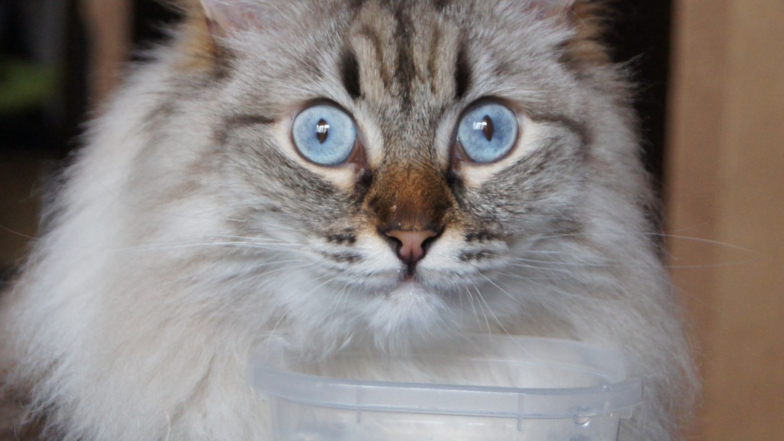 Idratazione di cani e gatti con acqua fresca disponibile