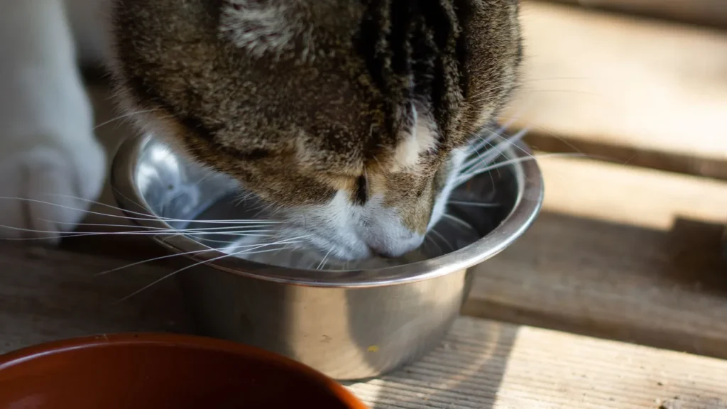 Idratazione del gatto mentre beve acqua fresca da una ciotola