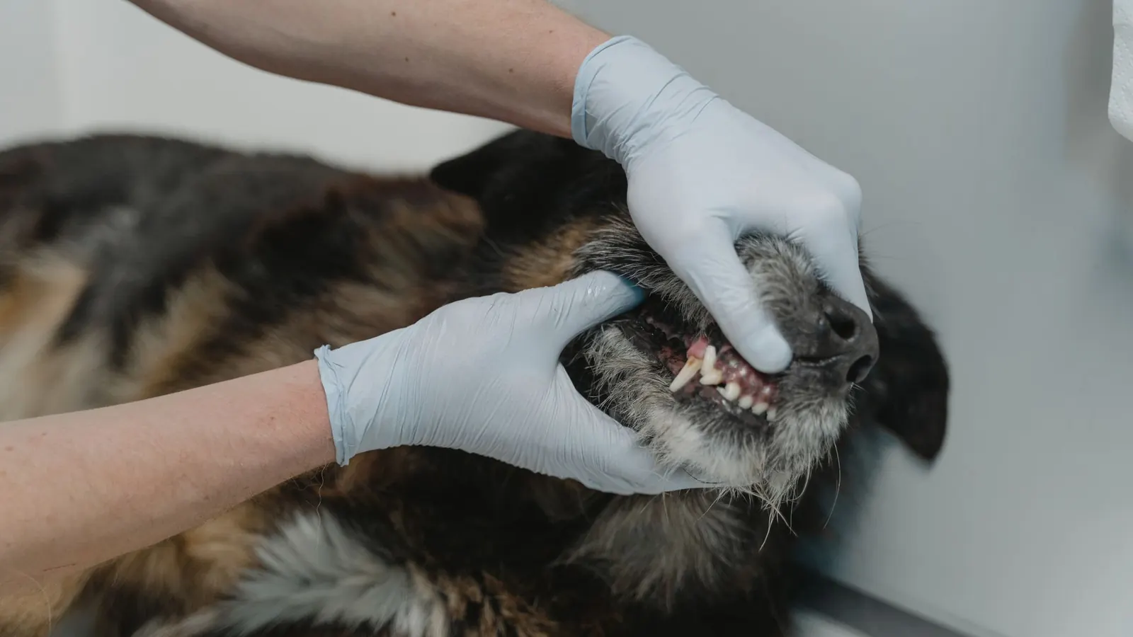 Igiene orale di cani e gatti durante il controllo dei denti di un cane