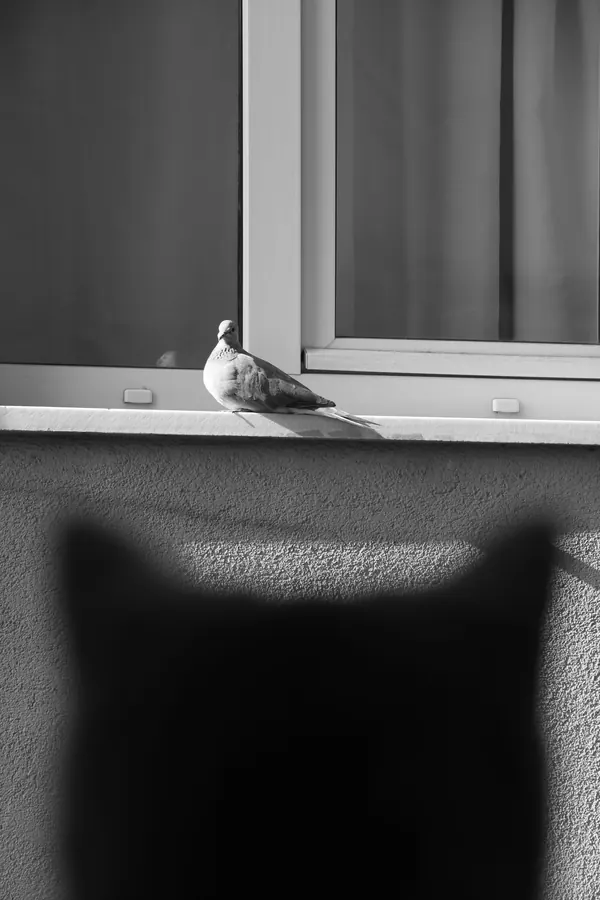 Un gatto osserva un uccello dalla finestra