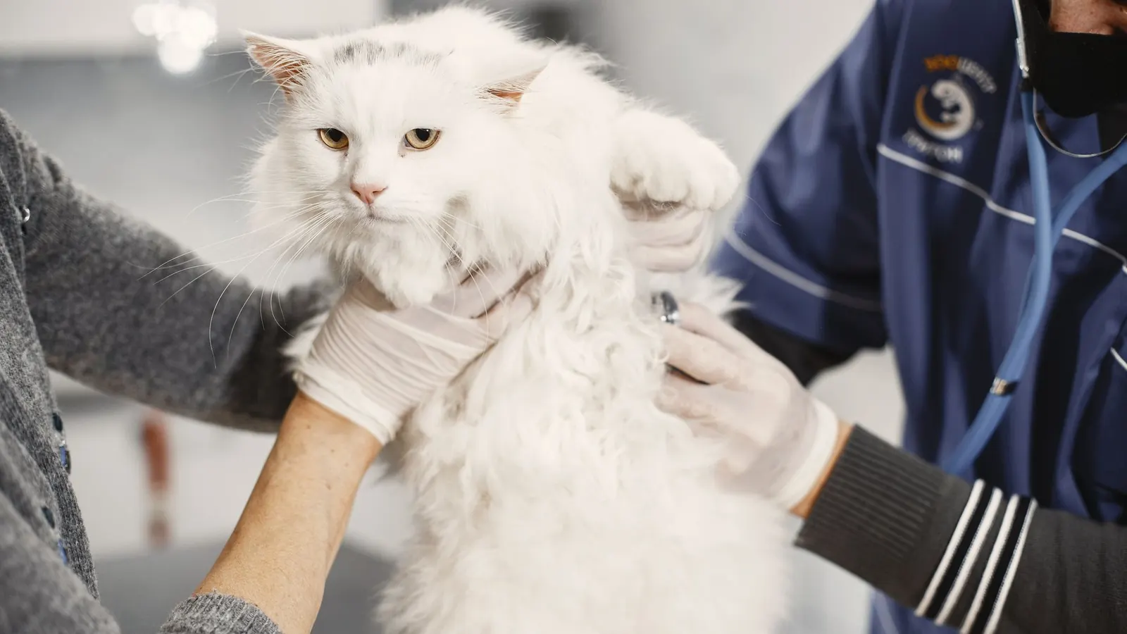Ipertiroidismo nel gatto valutato durante una visita veterinaria