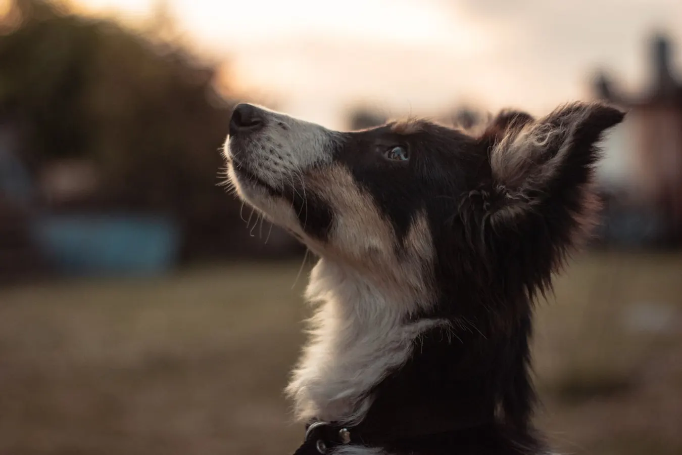 Un cane all'aperto al tramonto
