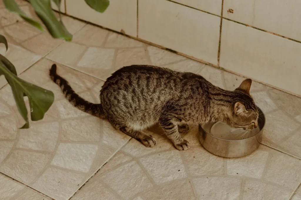 Un gatto tigrato beve acqua da una ciotola
