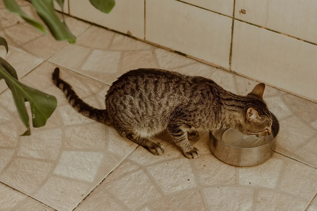 Un gatto tigrato beve acqua da una ciotola