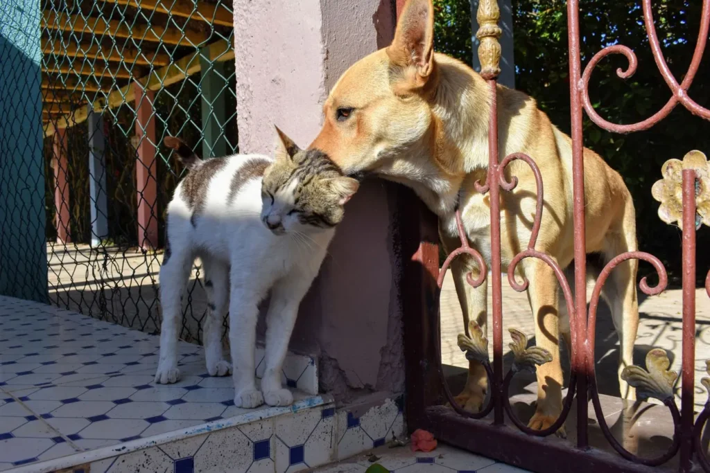 Un cane e un gatto insieme all'aperto