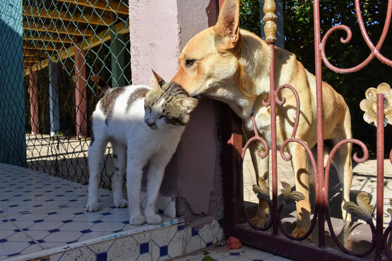 Un cane e un gatto insieme all'aperto